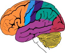 See what happens to your brain when you don't get enough sleep