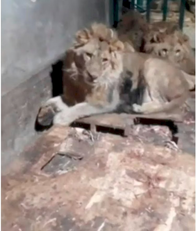 Zookeeper films himself being e@ten @live by lions after he went onto cage to impress his girlfriend (video)